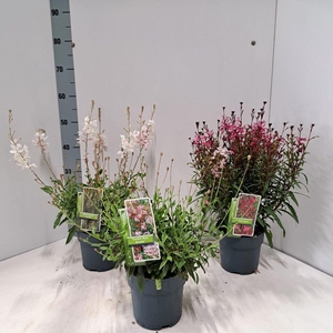 Gaura