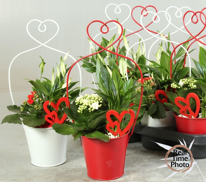 <h4>ARR KAMERPL</h4>