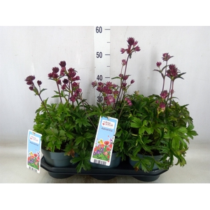 Astrantia major