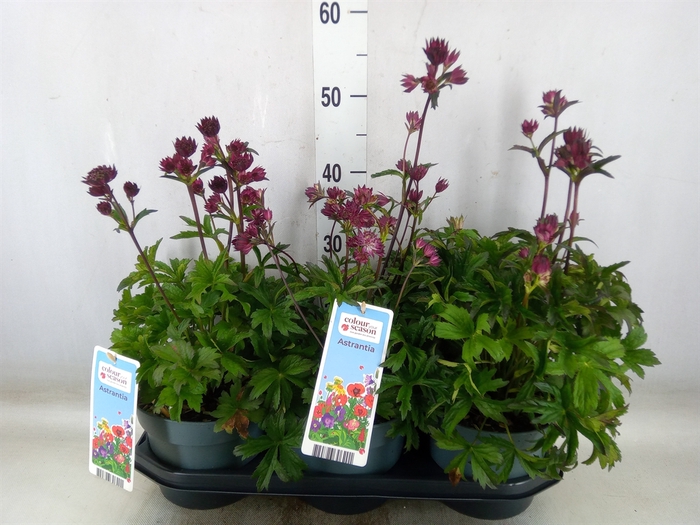 <h4>Astrantia major</h4>