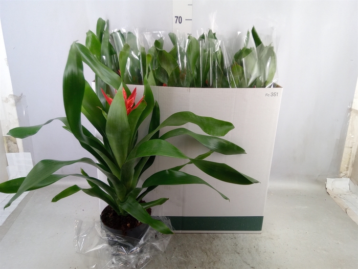 <h4>Aechmea  'Rozanne Elegant Red'</h4>