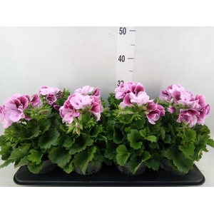 Pelargonium gran.   ..