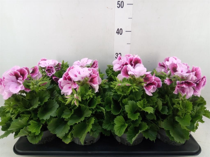 <h4>Pelargonium gran.   ..</h4>