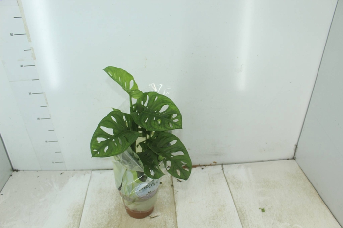 <h4>MONSTERA OBLIQUA ADANSONII P15</h4>