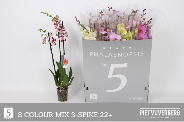 <h4>PHAL GEM 8 KL</h4>