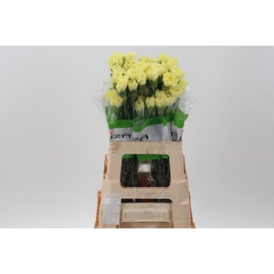 Di St Hermes Yellow 60cm