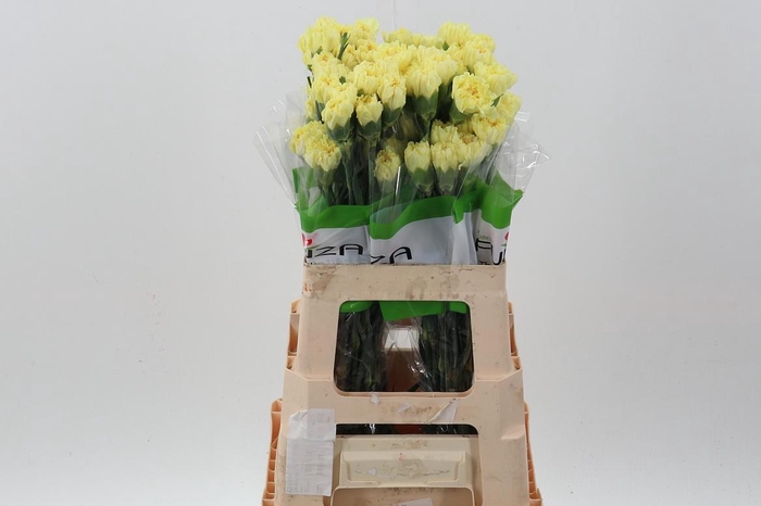 <h4>Di St Hermes Yellow 60cm</h4>