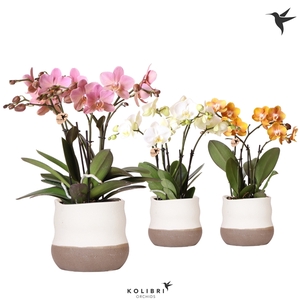 Kolibri Orchids Phalaenopsis Jewel mix in Imperfect Bag pot