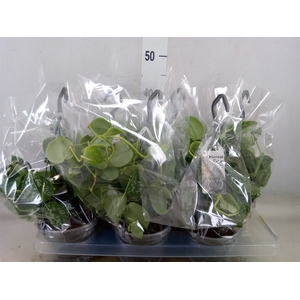 Scindapsus pictus 'Argyraeus'