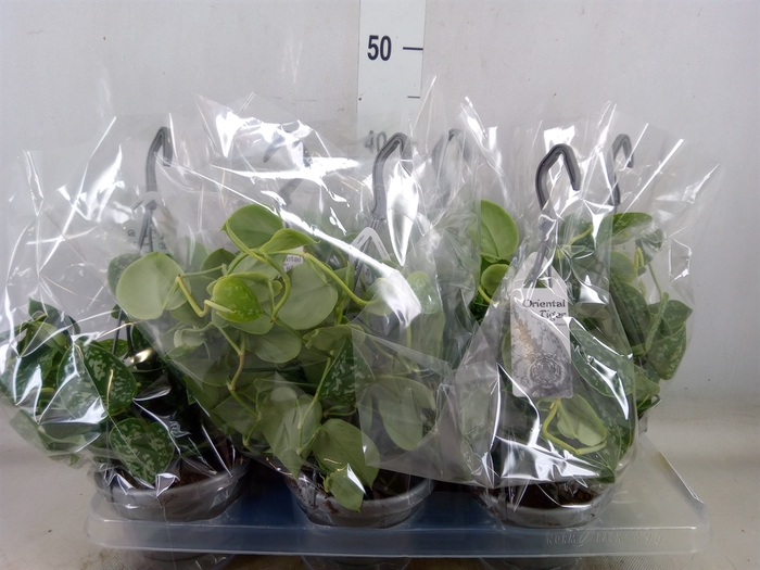 <h4>Scindapsus pictus 'Argyraeus'</h4>