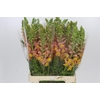 Antirrhinum Potomac Light Orange