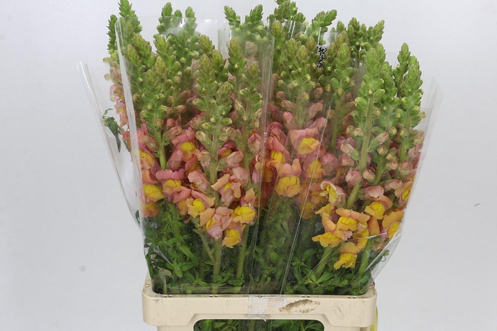 <h4>Antirrhinum Potomac Light Orange</h4>