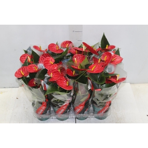 ANTHURIUM RED SUCCESS P09
