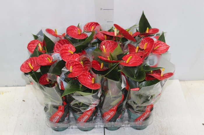 <h4>ANTHURIUM RED SUCCESS P09</h4>