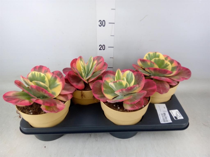 <h4>Kalanchoe NF thyrsiflora</h4>