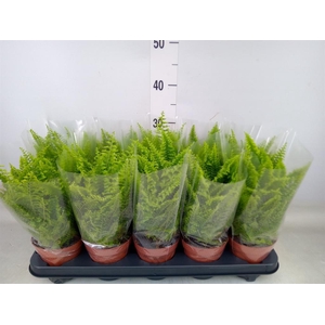 Nephrolepis exal. 'Vitale'