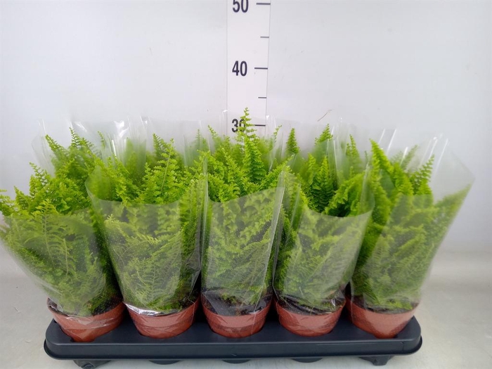 <h4>Nephrolepis exal. 'Vitale'</h4>