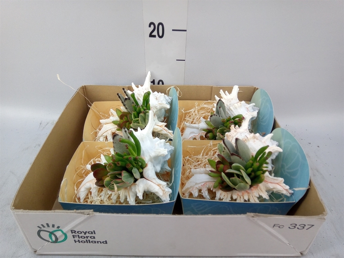 <h4>Planten  ..in schelp L%</h4>