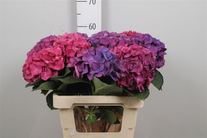 <h4>Hydr Ov Roze Paars</h4>