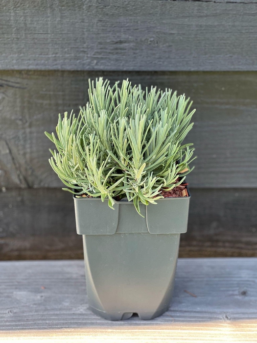 <h4>Lavandula angustifolia 'Hidcote' P17</h4>