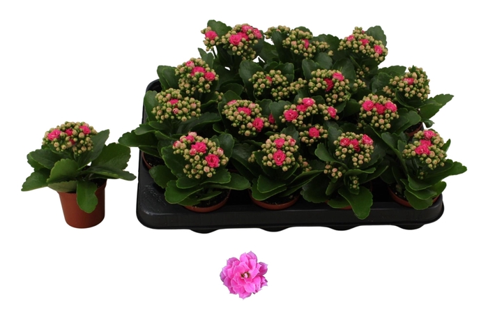 <h4>KAL GE NANDO PINK</h4>