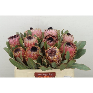 Protea Barbigera Air