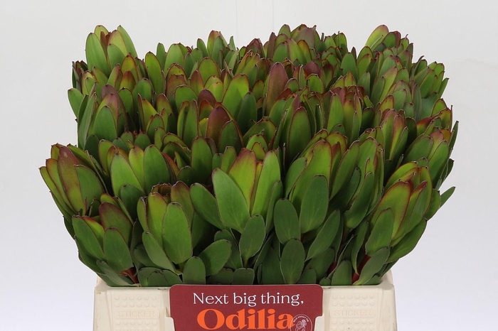 <h4>Leucadendron Goldstrike</h4>