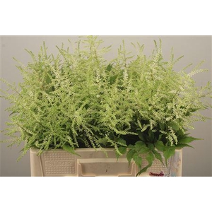 Astilbe Wasingthon White