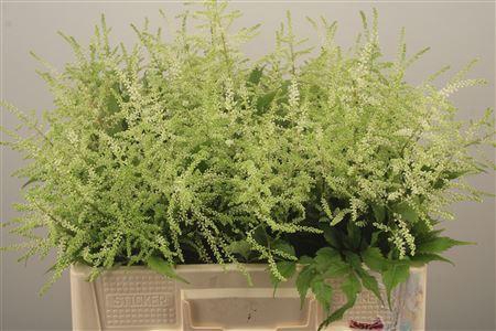 <h4>Astilbe Wasingthon White</h4>