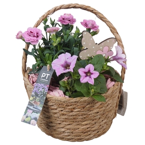 Arr.   Perkplanten L%