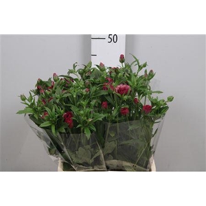 Ran Co Mag Raspberry