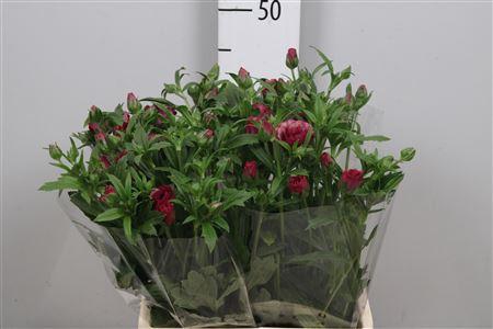 <h4>Ran Co Mag Raspberry</h4>