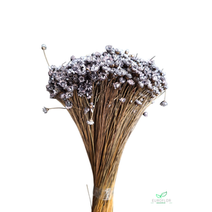 DRIED FLOWERS - GLIXIA GRIJS 100GR