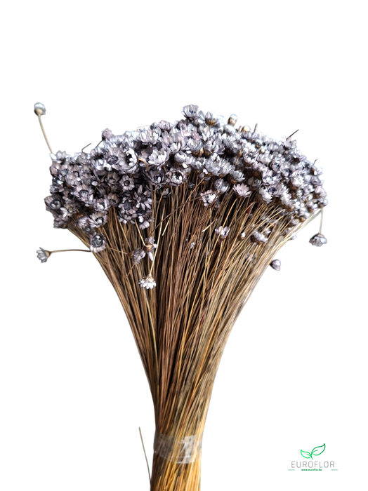DRIED FLOWERS - GLIXIA GRIJS 100GR