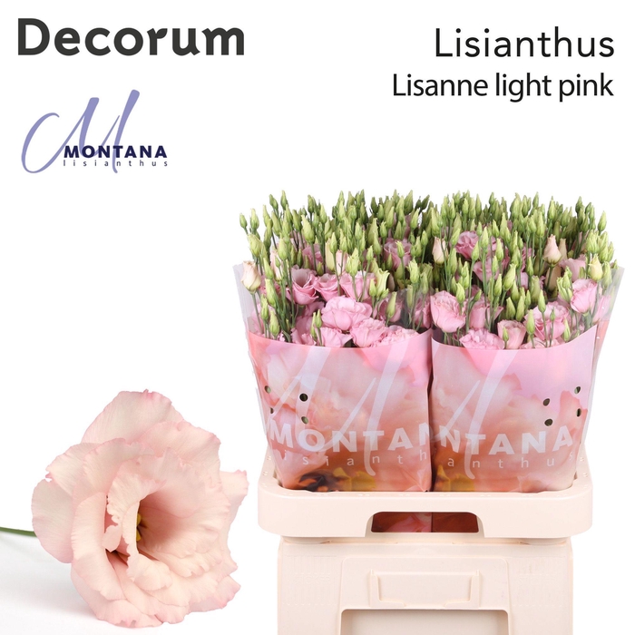<h4>Lisianthus Lisanne light pink 70cm</h4>