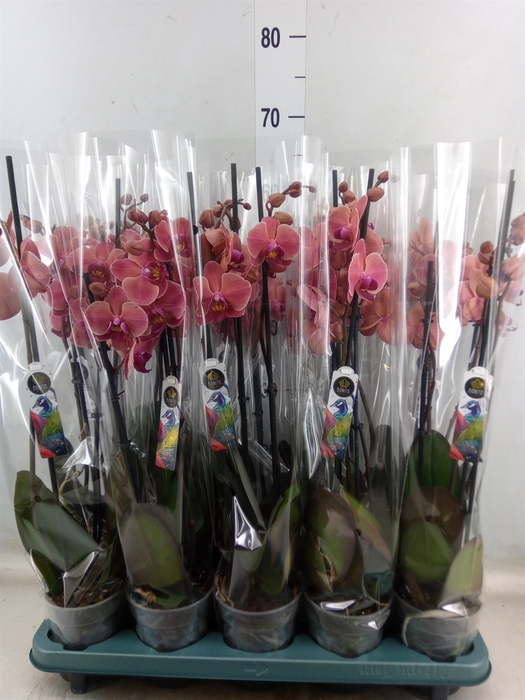 <h4>Phalaenopsis  'Ant Narbonne'</h4>