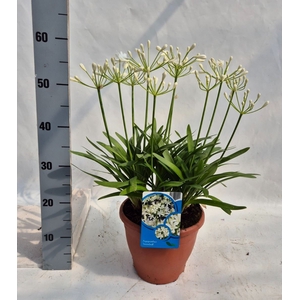 Agapanthus FU 'Snowball'
