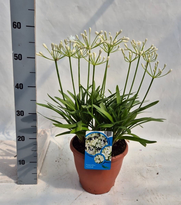 <h4>Agapanthus FU 'Snowball'</h4>