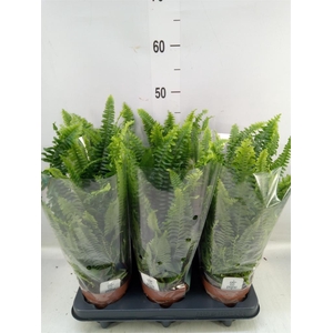 Nephrolepis exal. 'Green Lady'