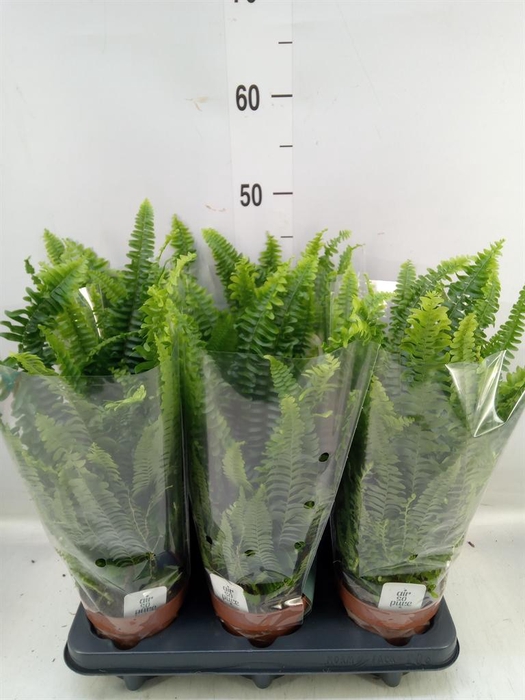 <h4>Nephrolepis exal. 'Green Lady'</h4>