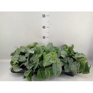 Scindapsus pictus 'Silvery Ann'