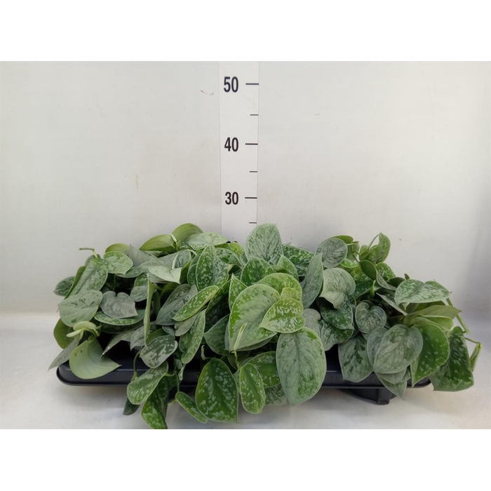 <h4>Scindapsus pictus 'Silvery Ann'</h4>