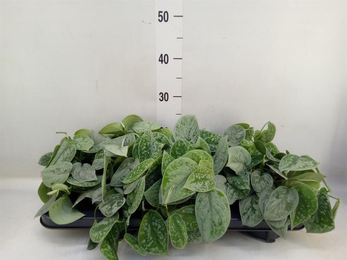 Scindapsus pictus 'Silvery Ann'