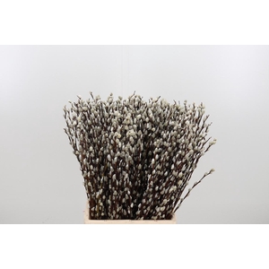 Salix Ca Snow Flake