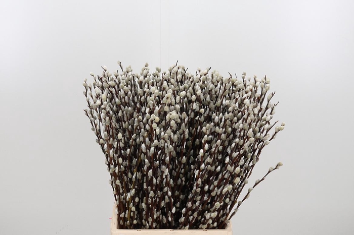 <h4>Salix Ca Snow Flake</h4>