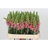 Antirrhinum Opus Pink