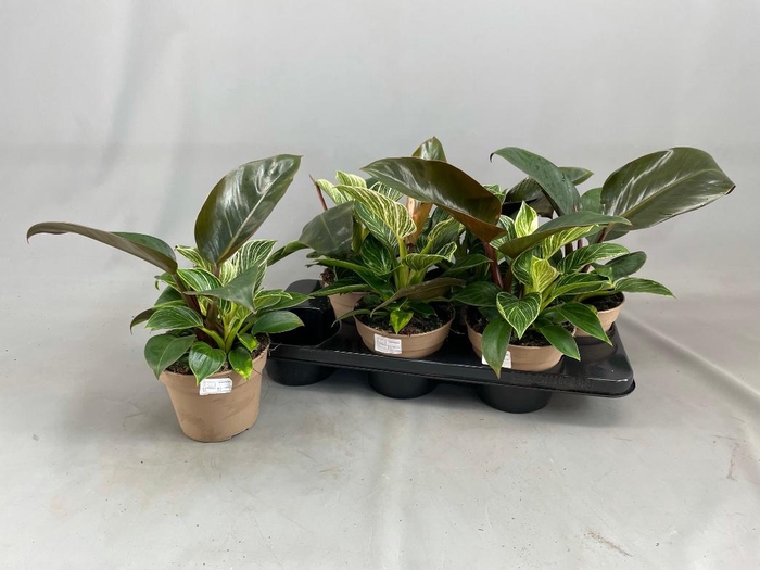 <h4>PHIL BIRKIN</h4>