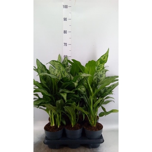 Aglaonema   ...