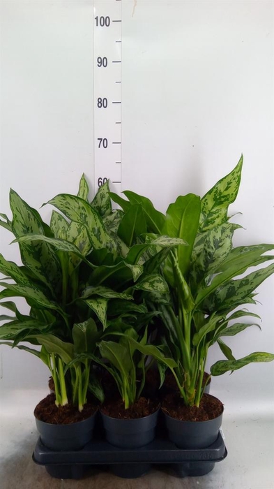 <h4>Aglaonema   ...</h4>