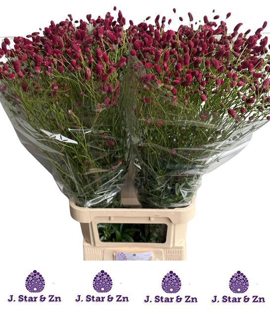 <h4>SANG OF ARNHEM</h4>